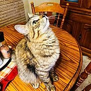 Ember is registered to the contest to win money with this photo: animal, cat, chair, cozy, curious, cute, domestic_animal, feline, fur, furniture, home, indoor, kitchen, looking_up, pet, sitting, striped, tabby_cat, whiskers, wooden_table