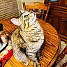 animal, cat, chair, cozy, curious, cute, domestic_animal, feline, fur, furniture, home, indoor, kitchen, looking_up, pet, sitting, striped, tabby_cat, whiskers, wooden_table