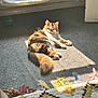 brown, carpet, cat, cat_bed, cozy, door, feline, fluffy, fringe_rug, home, indoor, multicolored, orange, pet, radiator, relaxing, shadow, sunlight, toy, white