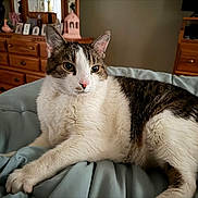 Buddy joined the competition — help win amazing prizes! cat, tabby, white_fur, pet, indoor, bed, blanket, furniture, wooden_dresser, mirror, relaxed, resting, animal, fur, whiskers, ears, eyes, cozy, home, soft