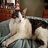 cat, tabby, white_fur, pet, indoor, bed, blanket, furniture, wooden_dresser, mirror, relaxed, resting, animal, fur, whiskers, ears, eyes, cozy, home, soft
