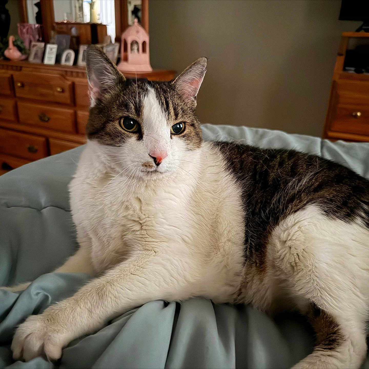 Buddy