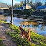 Ulfric a rejoint le concours — aidez-le/la à gagner de superbes lots ! animal, building, cloud, daylight, dog, grass, house, lamp_post, leash, nature, outdoor, path, pet, reflection, river, rural, scenery, sky, tree, water