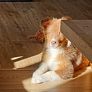 Ulfric a rejoint le concours — aidez-le/la à gagner de superbes lots ! animal, brown_and_white, cute, dog, ears, eyes, furry, giraffe_toy, home, indoor, nose, pet, plush_toy, puppy, relaxed, shadow, sunlight, table, toy, wooden_floor