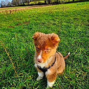 Ulfric a rejoint le concours — aidez-le/la à gagner de superbes lots ! puppy, dog, grass, field, outdoor, nature, canine, pet, young, fur, brown, white, sitting, leash, harness, trees, sky, daytime, cute, animal