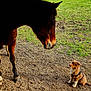 horse, dog, animal, outdoor, grass, field, earth, nature, tree, pet, canine, equine, curious, brown, fur, harness, rural, pasture, mammal, daylight