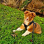 puppy, dog, grass, outdoor, leash, harness, stick, tree, ivy, bushes, nature, pet, animal, cute, brown, white, fur, playful, resting, park