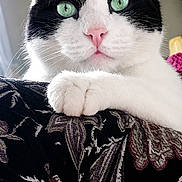 Potato is registered to the contest to win money with this photo: cat, black_and_white, green_eyes, pet, animal, feline, indoor, resting, curious, patterned_fabric, closeup, portrait, whiskers, ears, paw, soft_light, domestic_cat, cute, relaxed, sofa