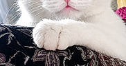 Potato is registered to the contest to win money with this photo: animal, black_and_white, cat, closeup, curious, cute, domestic_cat, ears, feline, green_eyes, indoor, patterned_fabric, paw, pet, portrait, relaxed, resting, sofa, soft_light, whiskers