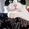 cat, black_and_white, green_eyes, pet, animal, feline, indoor, resting, curious, patterned_fabric, closeup, portrait, whiskers, ears, paw, soft_light, domestic_cat, cute, relaxed, sofa