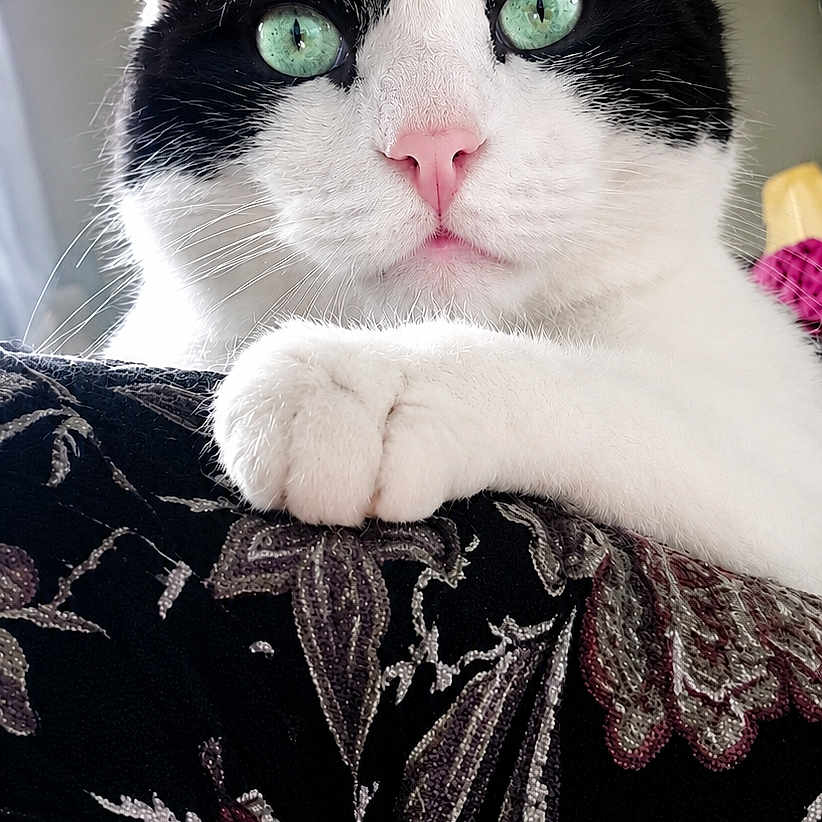 Potato is registered to the contest to win money with this photo: cat, black_and_white, green_eyes, pet, animal, feline, indoor, resting, curious, patterned_fabric, closeup, portrait, whiskers, ears, paw, soft_light, domestic_cat, cute, relaxed, sofa
