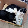 Potato joined the competition — help win amazing prizes! animal, black_and_white_cat, black_cat, blanket, cardboard_box, cat, cozy, cute, domestic_cat, feline, floor, house_pet, indoor, pet, relaxation, resting, sleeping, snuggling, two_animals, wooden_floor