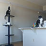 black_and_white, cat, cat_tree, counter, domestic, feline, furniture, home, indoor, living_room, markers, minimalist, perched, pet, playful, quiet, sitting, toy, tuxedo_cat, wood_floor