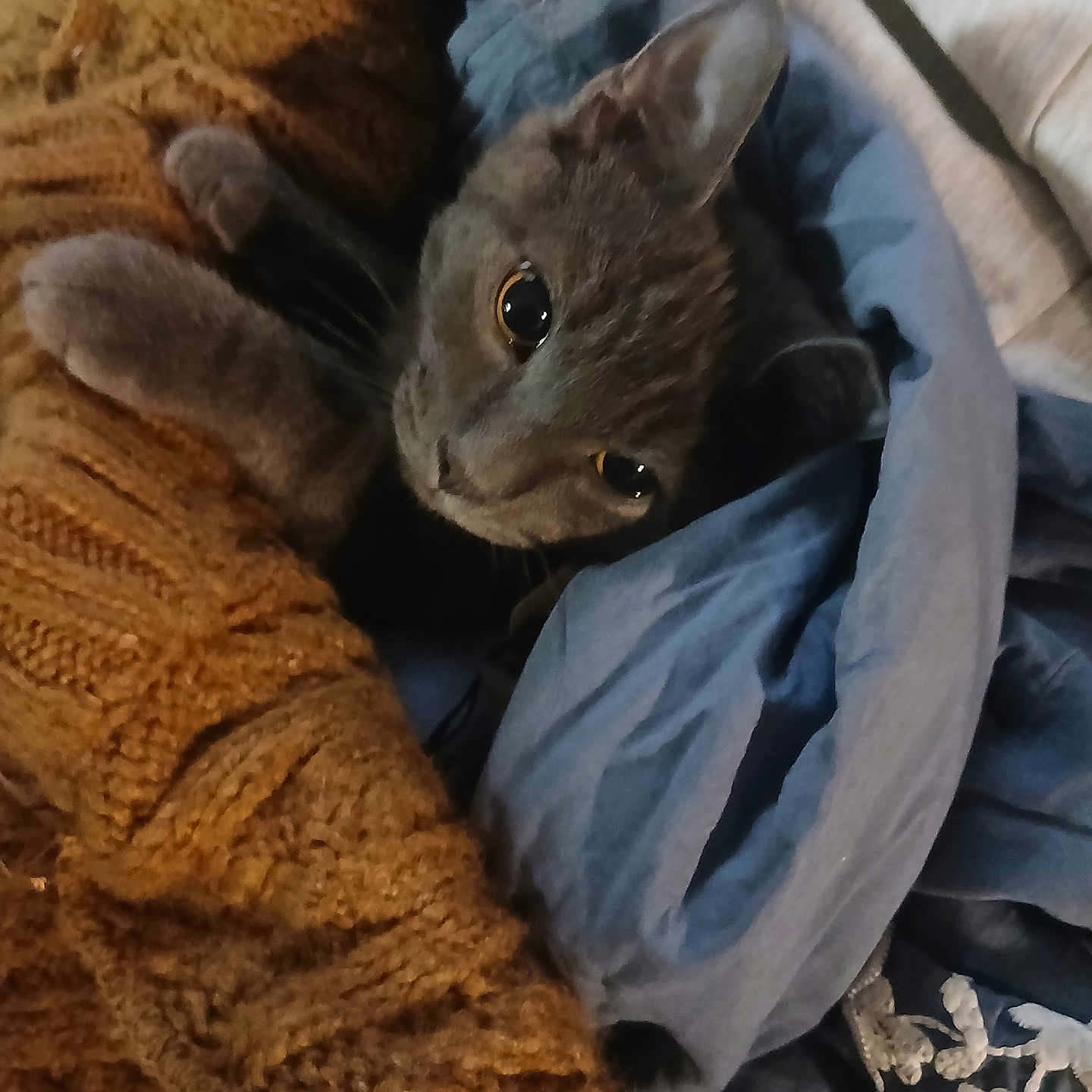 Mr.grey is registered to the contest to win money with this photo: animal, blanket, blue_fabric, brown, cat, close_up, cozy, curious, cute, ears, face, fur, gray_cat, indoor, knitted_sweater, pet, resting, soft_texture, warm, whiskers