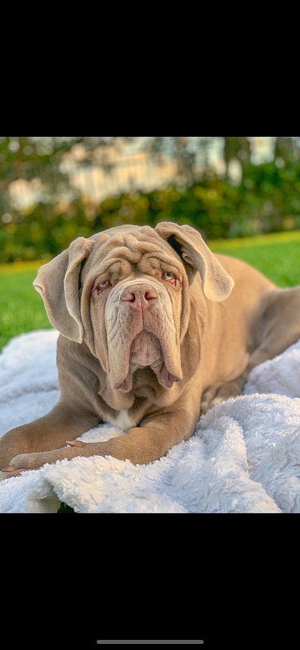 Fang is registered to the contest to win money with this photo: bulldog, canidae, carnivore, comfort, companion_dog, dog, dog_breed, dog_supply, fawn, grass, liver, non_sporting_group, ori_pei, peach, snout, sporting_group, terrestrial_animal, white_english_bulldog, wildlife, wrinkle