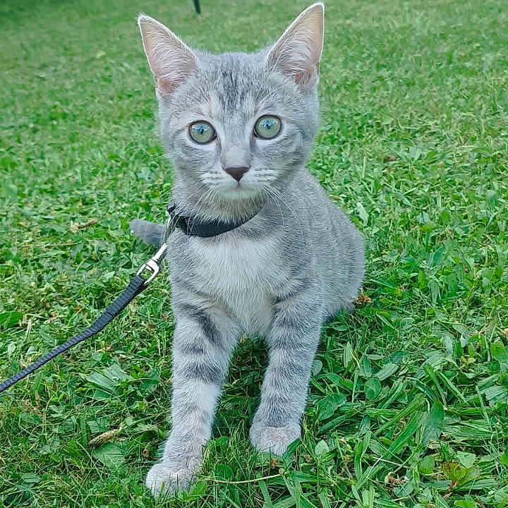 Athéna participe au concours pour gagner de l'argent avec cette photo : backyard, bench, closeup, curious, daylight, door, feline, garden, grass, gray_tabby, greenery, harness, kitten, leash, nature, outdoor, pet, playful, small_animal, young_cat
