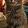 Bella Oliver joined the competition — help win amazing prizes! cat, kitten, gray_cat, fluffy, fur, long_hair, whiskers, ears, eyes, nose, animal, pet, sitting, portrait, indoors, home, furniture, close_up, vertical_photo, cute