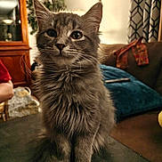 Bella Oliver joined the competition — help win amazing prizes! cat, kitten, gray_cat, fluffy, longhaired, tabby, pet, animal, portrait, sitting, indoors, living_room, furniture, couch, blanket, curtains, cabinet, whiskers, ears, front_paws