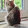 Bella Oliver joined the competition — help win amazing prizes! cat, long_hair, fluffy, gray_fur, sitting, indoors, window, carpet, tail, animal, pet, portrait, looking_at_camera, natural_light, home, feline, bushy_tail, alert, door, greenery