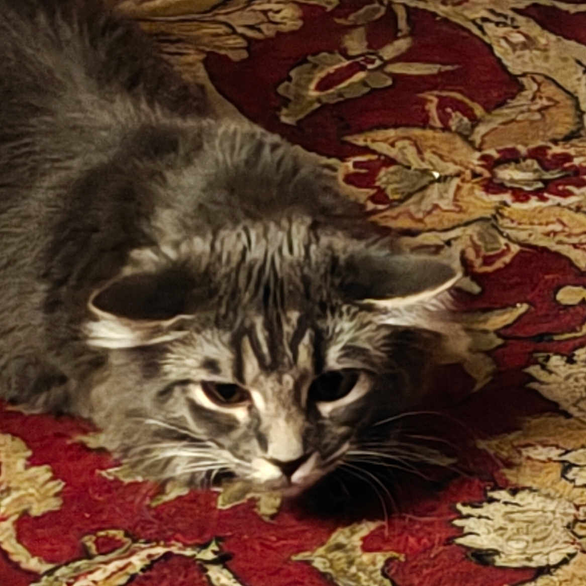 Bella Oliver is registered to the contest to win money with this photo: cat, kitten, fluffy, gray_fur, white_fur, long_hair, whiskers, ears, eyes, animal, pet, lying_down, crouching, indoor, rug, carpet, ornate_pattern, red, gold, portrait