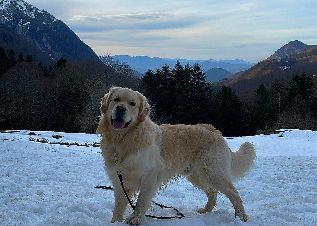 Charly participe au concours pour gagner de l'argent avec cette photo : canidae, carnivore, cloud, companion_dog, dog, dog_breed, freezing, hill, ice_cap, landscape, mountain, mountain_range, mountainous_landforms, recreation, sky, slope, snow, sporting_group, tree, winter