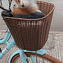dog, bicycle, basket, outdoor, street, pet, animal, wicker, wheel, handlebar, curious, fluffy, ears, brown, white, side_view, transport, quiet, urban, road