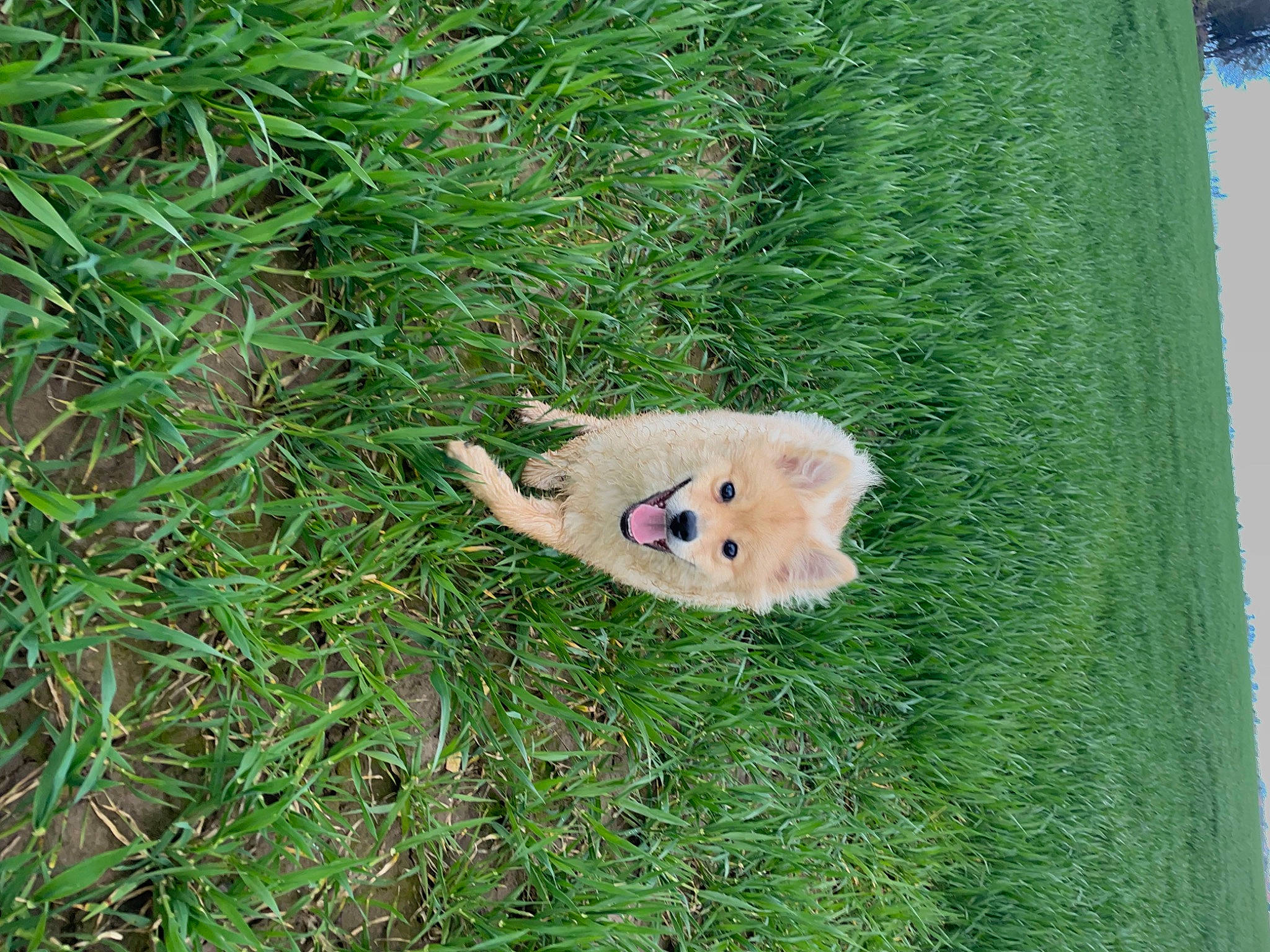 Rocky a rejoint le concours — aidez-le/la à gagner de superbes lots ! canidae, carnivore, companion_dog, dog, dog_breed, fawn, felidae, fur, grass, grass_family, grassland, groundcover, lawn, pasture, plant, snout, sporting_group, tail, terrestrial_animal, wood