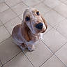Andy a rejoint le concours — aidez-le/la à gagner de superbes lots ! animal, black_nose, brown_fur, camera_watermark, cute, dog, floor, floppy_ears, golden_cocker_spaniel, home, indoors, large_eyes, long_ears, looking_at_camera, pet, portrait, puppy, sitting, tiled_floor, white_fur