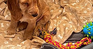 Andy a rejoint le concours — aidez-le/la à gagner de superbes lots ! animal_portrait, ball, blanket, brown_fur, cocker_spaniel, colorful_toy, couch, cozy, cute, dog, floor, floppy_ears, golden_retriever, home, indoors, pet_bed, puppy, rope_toy, sitting, sleepy