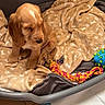 animal_portrait, ball, blanket, brown_fur, cocker_spaniel, colorful_toy, couch, cozy, cute, dog, floor, floppy_ears, golden_retriever, home, indoors, pet_bed, puppy, rope_toy, sitting, sleepy