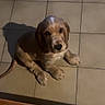 Andy a rejoint le concours — aidez-le/la à gagner de superbes lots ! brown_fur, cocker_spaniel, cute, dog, floppy_ears, home, indoor, looking_at_camera, lying_down, paws, pet, portrait, puppy, shadow, sitting, tail, tile_floor, warm_lighting, white markings, wooden_floor
