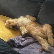 Andy participe au concours pour gagner de l'argent avec cette photo : belly_up, blanket, brown, couch, cute, dog, fluffy, fur, golden, home, indoor, lying_down, nap, paws, pet, portrait, puppy, relaxed, sleeping, sofa