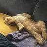 belly_up, blanket, brown, couch, cute, dog, fluffy, fur, golden, home, indoor, lying_down, nap, paws, pet, portrait, puppy, relaxed, sleeping, sofa