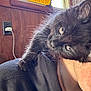 kitten, black_cat, pet, shoulder, person, indoor, window, sign, wood_paneling, fur, whiskers, curious, young_animal, domestic_cat, closeup, animal, cute, feline, light, portrait