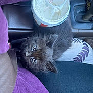 Salem joined the competition — help win amazing prizes! kitten, black_cat, pet, animal, car_interior, cup, straw, purple_shirt, pants, seatbelt, close_up, furry, cute, looking_up, domestic_cat, young_cat, cozy, indoor, vehicle, soft_fur
