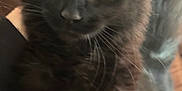 Salem joined the competition — help win amazing prizes! animal, black_cat, cat, close_up, curious, cute, domestic_animal, face, feline, fluffy, fur, indoor, looking, mammal, pet, portrait, soft, whiskers, wide_eyes, young_cat
