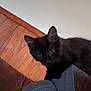 Salem is registered to the contest to win money with this photo: black_cat, kitten, curious, indoor, wood_floor, gray_hoodie, pet, animal, feline, cute, small, young_cat, looking, ears, whiskers, person_partial, home, cozy, fur, floor