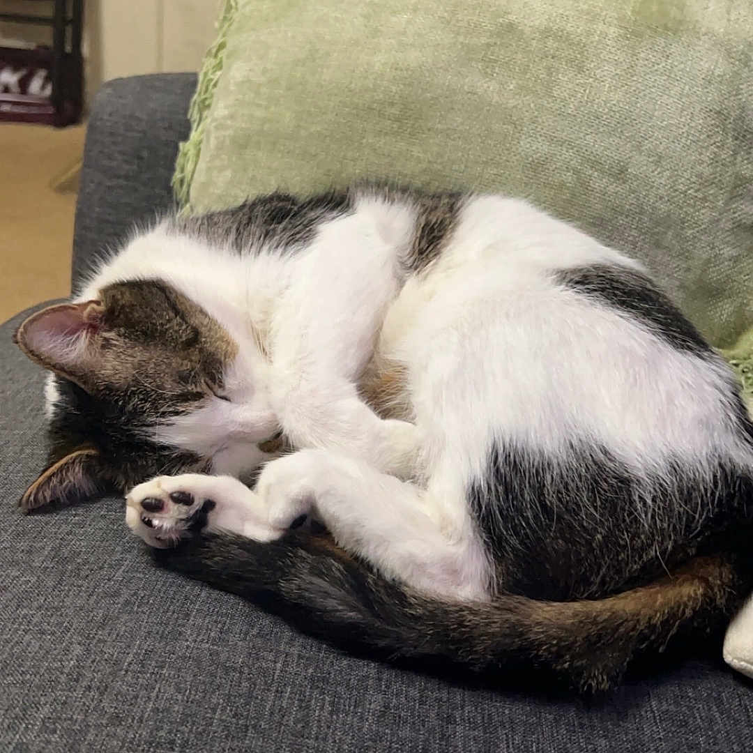 Tarot is registered to the contest to win money with this photo: animal, architecture, armchair, building, cat, chair, couch, cushion, furniture, homedecor, indoors, kitten, linen, livingroom, manx, person, pet, pillow, room, sleeping