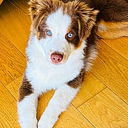 Attila a rejoint le concours — aidez-le/la à gagner de superbes lots ! puppy, dog, blue_eyes, fur, pink_nose, wood_floor, indoor, pet, cute, animal, laying_down, brown_and_white, canine, domestic_animal, young_dog, flooring, wood_texture, furniture, adorable, looking_at_camera