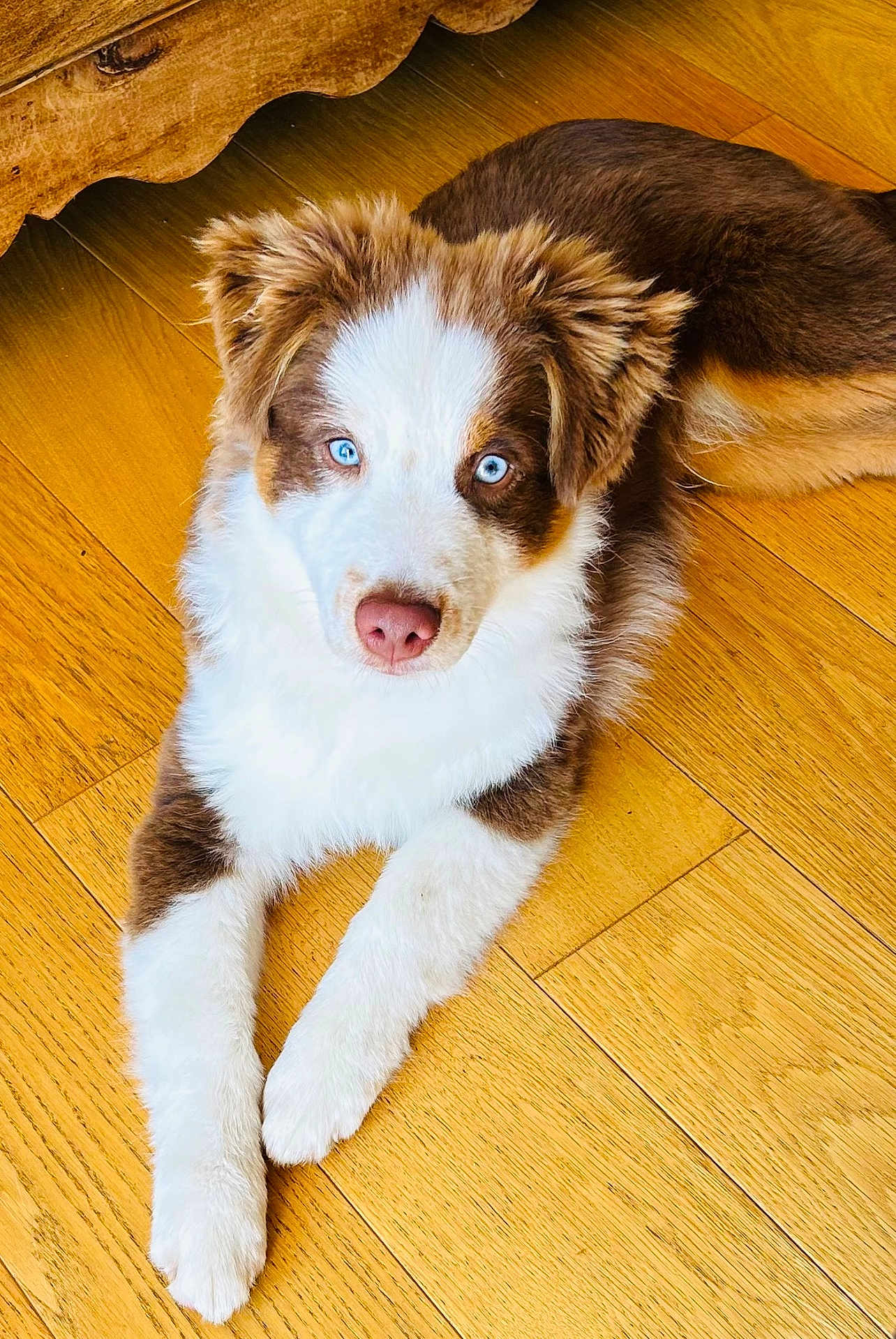 Attila a rejoint le concours — aidez-le/la à gagner de superbes lots ! puppy, dog, blue_eyes, fur, pink_nose, wood_floor, indoor, pet, cute, animal, laying_down, brown_and_white, canine, domestic_animal, young_dog, flooring, wood_texture, furniture, adorable, looking_at_camera