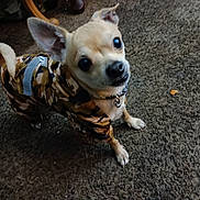 Lucky Sidecar joined the competition — help win amazing prizes! animal, camouflage_clothing, canine, carpet, companion, curious, curious_eyes, cute, dog, domestic, ears, fur, home, indoor, looking_up, mammal, outfit, pet, small_dog, standing