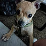 Lucky Sidecar is registered to the contest to win money with this photo: animal, black_nose, carpet, chihuahua, close_up, curious, cute, dog, domestic, ears, green_harness, household, indoor, looking_up, paw, pet, puppy, short_fur, small_dog, standing