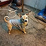 Lucky Sidecar joined the competition — help win amazing prizes! animal, cables, carpet, companion, cozy, curious, cute, dog, domestic, ears_up, floor, home, indoor, lamp, light_brown, looking_up, pet, small_dog, standing, sweater