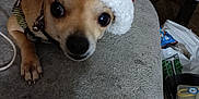 Lucky Sidecar joined the competition — help win amazing prizes! animal, brown_dog, canine, christmas_hat, close_up, clutter, crocheted_hat, curious_eyes, dog, domestic_animal, gray_surface, hat, indoor, leash, looking_up, pet, resting, santa_hat, small_dog, table