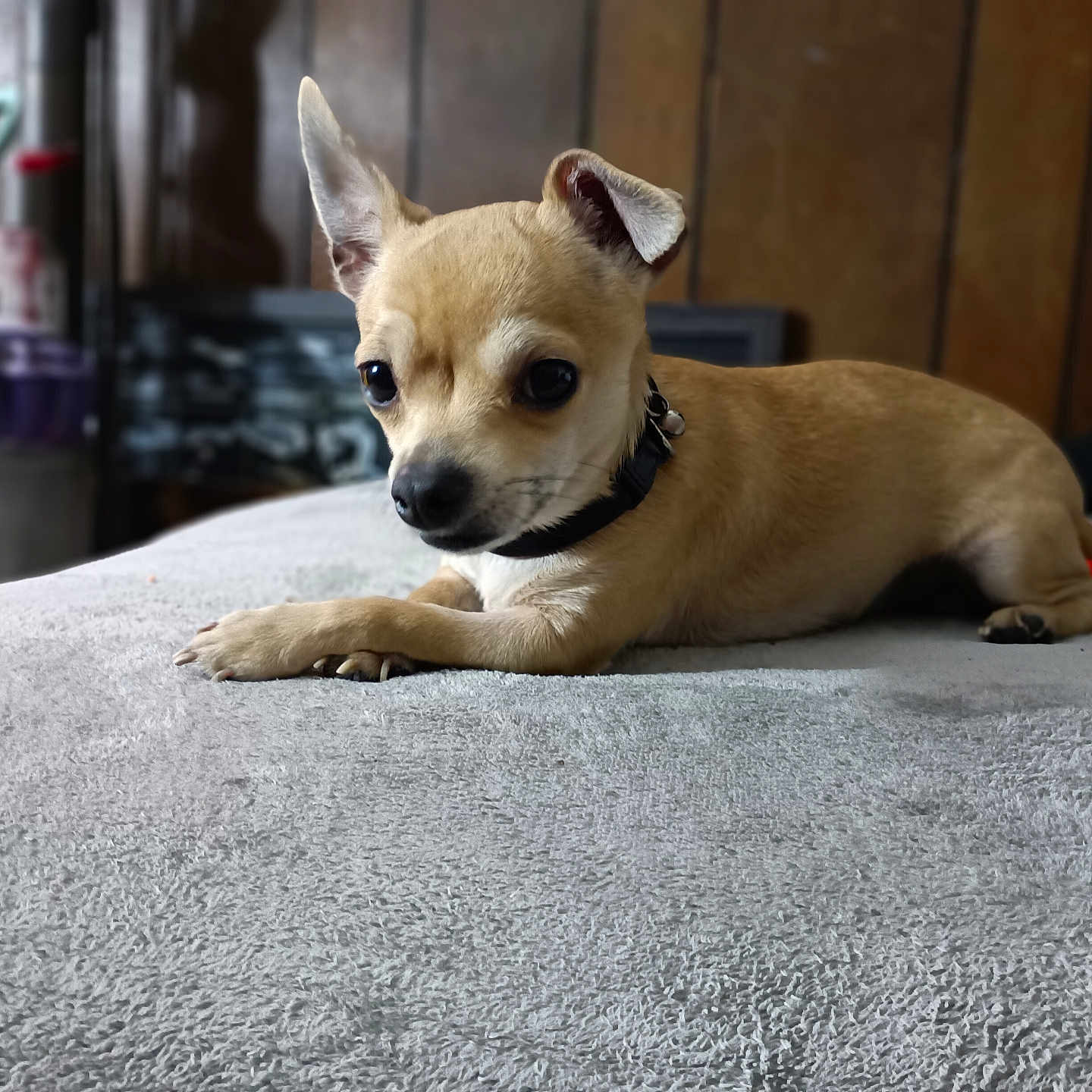 Lucky Sidecar is registered to the contest to win money with this photo: animal, bulldog, canine, chihuahua, dog, frenchbulldog, hound, indoors, interiordesign, pet, puppy, snout, terrier, whitedog