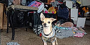 Lucky is registered to the contest to win money with this photo: alert, animal, blanket, carpet, chihuahua, clothing, clutter, collar, dog, fabric, floor, hoodie, indoor, messy_room, pet, plastic_toy, small_dog, stool, storage_bin, toys