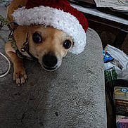 Lucky is registered to the contest to win money with this photo: animal, brown_dog, canine, close_up, clutter, curious, cute, dog, domestic_animal, festive, gray_surface, holiday, indoor, knitted_hat, leash, pet, portrait, santa_hat, small_dog, table