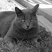Miami a rejoint le concours — aidez-le/la à gagner de superbes lots ! cat, grass, outdoor, animal, pet, feline, black_and_white, wood, deck, nature, relaxing, whiskers, ears, close_up, portrait, fur, eyes, daylight, calm, mood