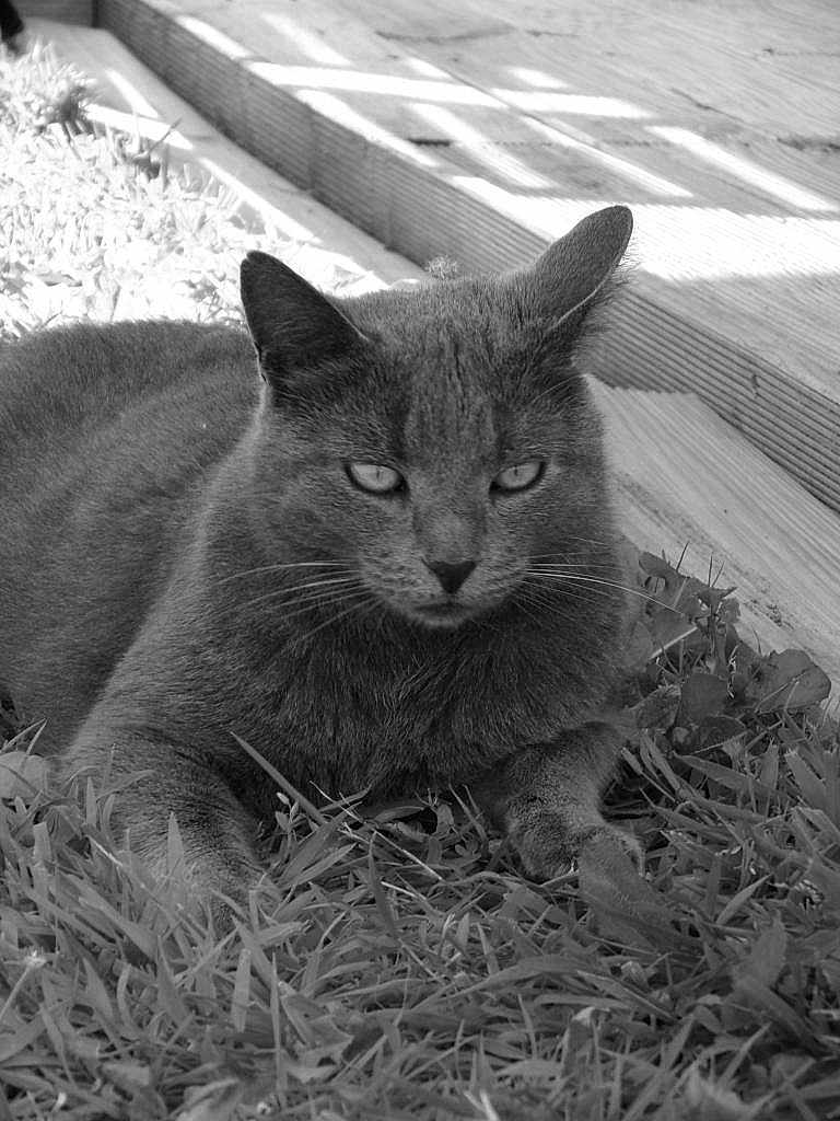 Miami a rejoint le concours — aidez-le/la à gagner de superbes lots ! cat, grass, outdoor, animal, pet, feline, black_and_white, wood, deck, nature, relaxing, whiskers, ears, close_up, portrait, fur, eyes, daylight, calm, mood