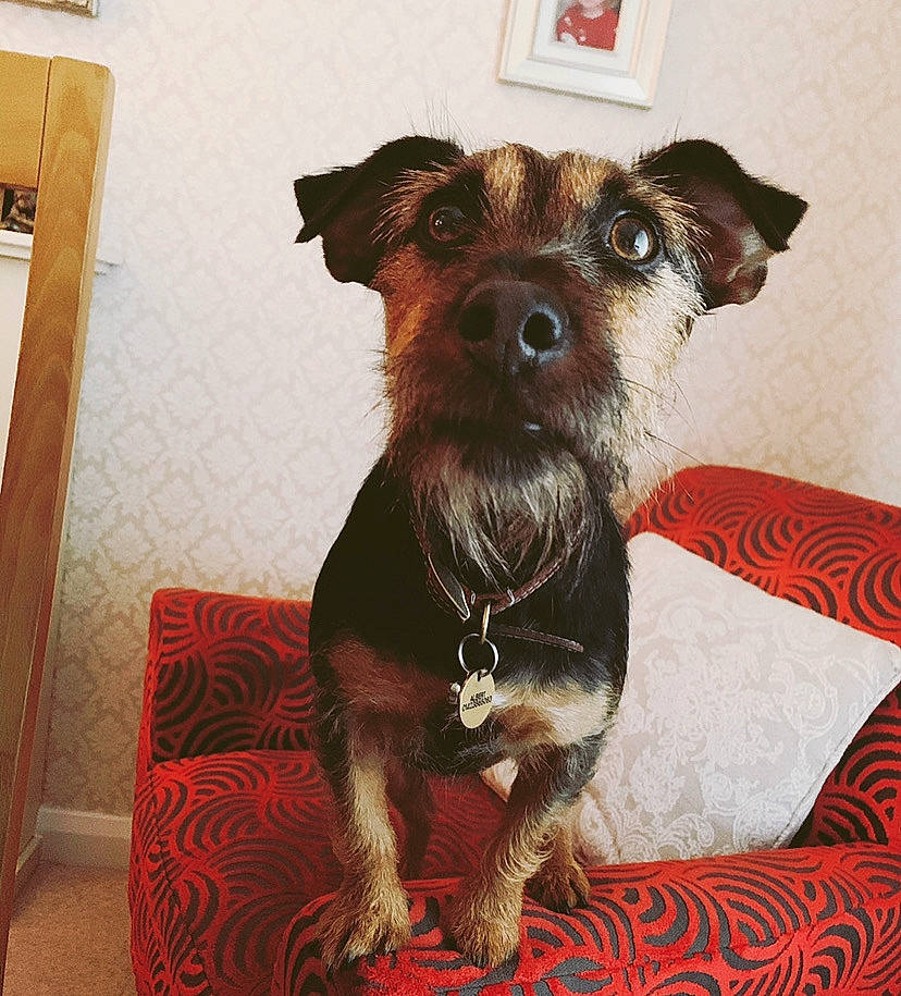 Albert is registered to the contest to win money with this photo: canidae, carnivore, collar, companion_dog, dog, dog_breed, dog_collar, dog_supply, fawn, flooring, fur, liver, pet_supply, small_terrier, snout, sporting_group, terrier, toy_dog, whiskers, working_animal